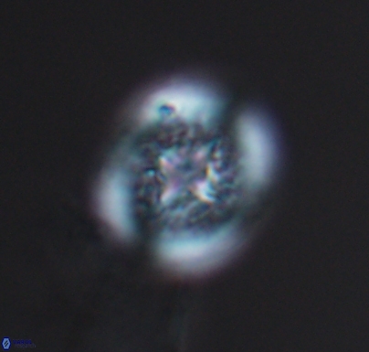 Cretarhabdus primus 10736