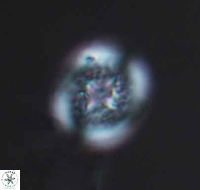 Cretarhabdus primus 10736