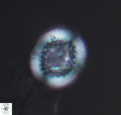 Cretarhabdus primus 10738