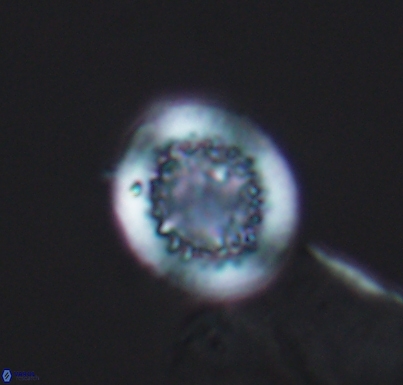 Cretarhabdus primus 10730