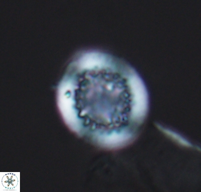 Cretarhabdus primus 10730