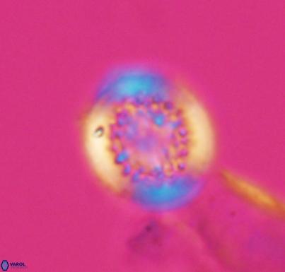 Cretarhabdus primus 10731