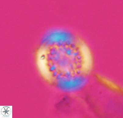 Cretarhabdus primus 10731