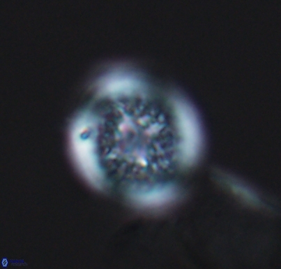 Cretarhabdus primus 10732