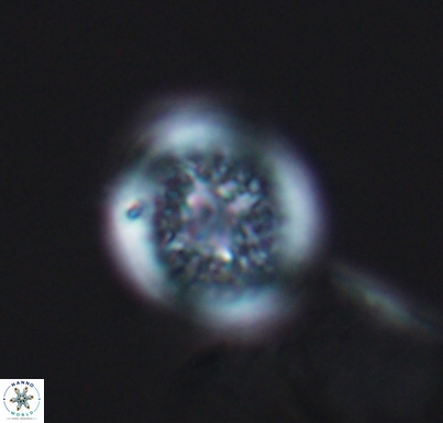 Cretarhabdus primus 10732