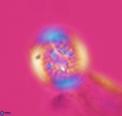 Cretarhabdus primus 10733