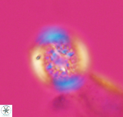 Cretarhabdus primus 10733