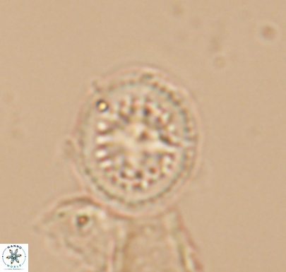 Cretarhabdus primus 10740