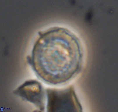 Cretarhabdus primus 10741