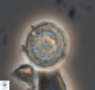 Cretarhabdus primus 10741
