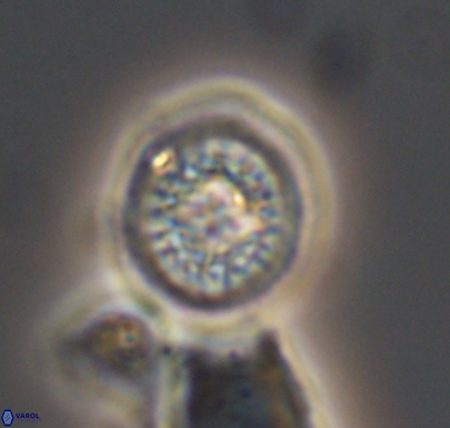 Cretarhabdus primus 10742