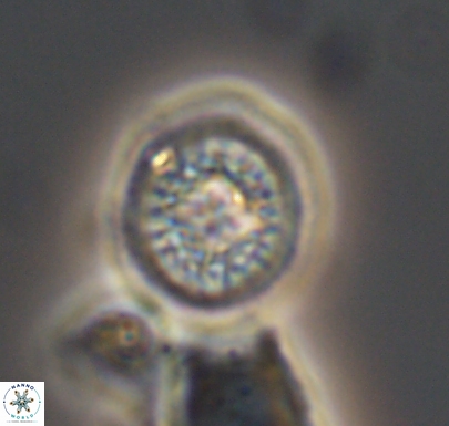 Cretarhabdus primus 10742