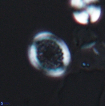 Cretarhabdus primus 12855