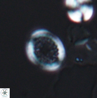 Cretarhabdus primus 12855