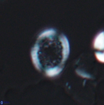 Cretarhabdus primus 12857