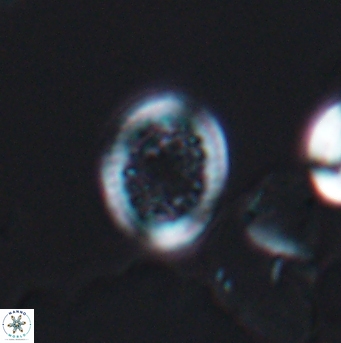 Cretarhabdus primus 12857