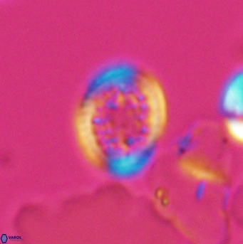 Cretarhabdus primus 12858