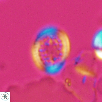 Cretarhabdus primus 12858
