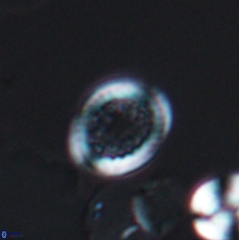 Cretarhabdus primus 12859