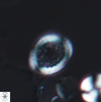 Cretarhabdus primus 12859