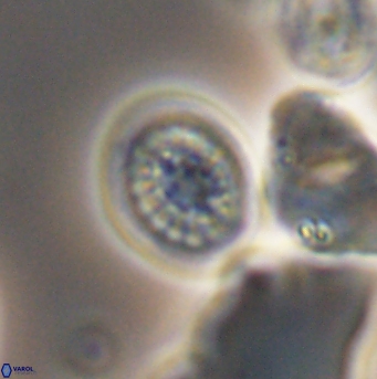 Cretarhabdus primus 12864