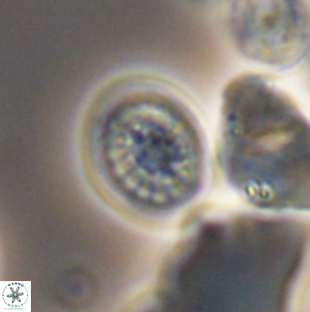 Cretarhabdus primus 12864