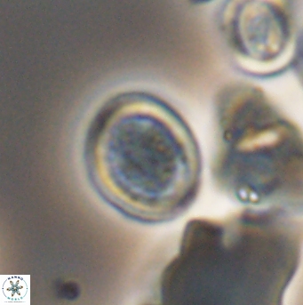 Cretarhabdus primus 12865