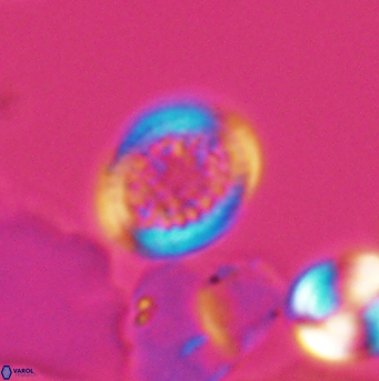 Cretarhabdus primus 12860