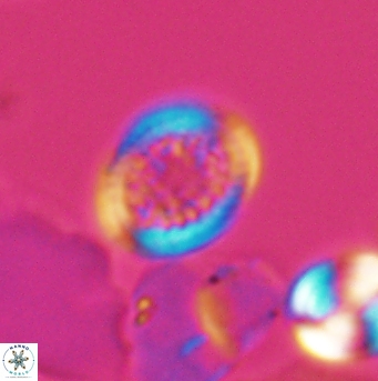 Cretarhabdus primus 12860