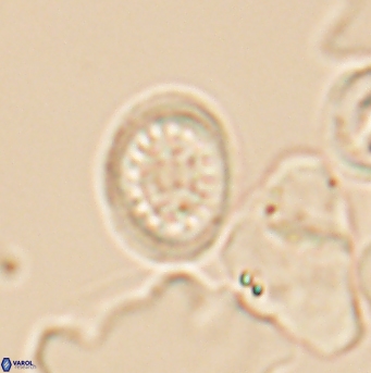 Cretarhabdus primus 12861