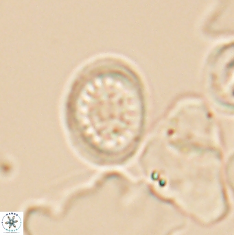 Cretarhabdus primus 12861