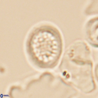 Cretarhabdus primus 12862