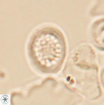 Cretarhabdus primus 12862