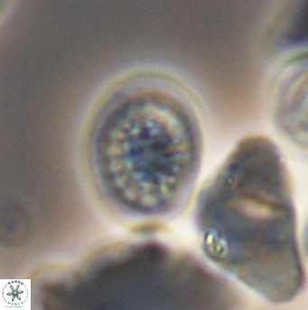 Cretarhabdus primus 12863
