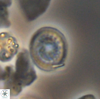 Cretarhabdus primus 12984