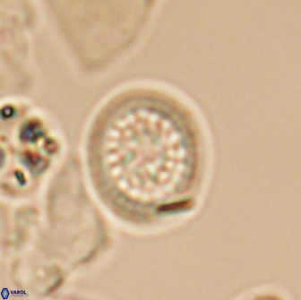 Cretarhabdus primus 12985