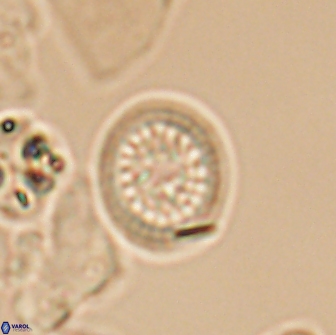 Cretarhabdus primus 12986