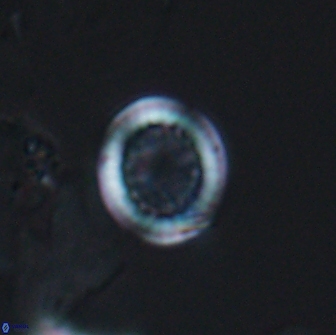 Cretarhabdus primus 12987