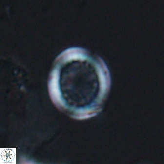 Cretarhabdus primus 12987