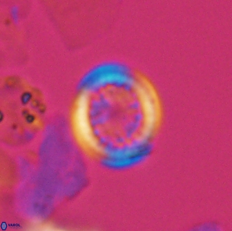 Cretarhabdus primus 12988