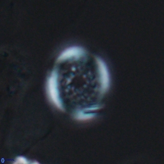 Cretarhabdus primus 12989