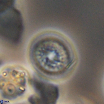 Cretarhabdus primus 12981