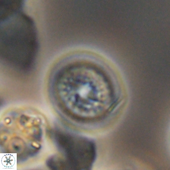 Cretarhabdus primus 12981