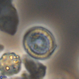 Cretarhabdus primus 12982