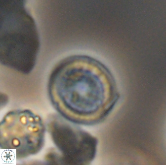 Cretarhabdus primus 12982