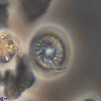 Cretarhabdus primus 12983