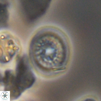 Cretarhabdus primus 12983