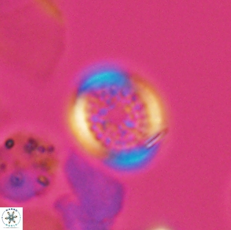 Cretarhabdus primus 12994
