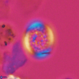 Cretarhabdus primus 12990