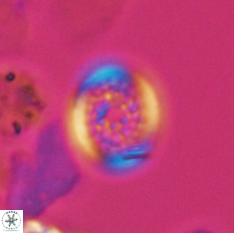 Cretarhabdus primus 12990
